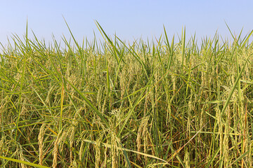 Beautiful golden rice field and ear of rice. Rice fields plantation, farm. organic asian rice farm and landscape agriculture.