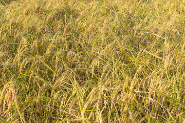 Fototapeta premium Golden yellow rice waiting to be harvested Oryza sativa edible starchy cereal grain and the grass plant.