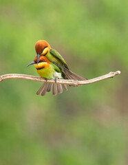 Chestnut headed bee eater Birds
