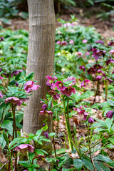 Fototapeta na wymiar Field of Hellebore, Lenten Rose, blooming on the forest floor, Washington Park Arboretum, Seattle, WA 