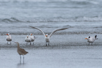 Gaviotines silvestres en una playa de Ecuador