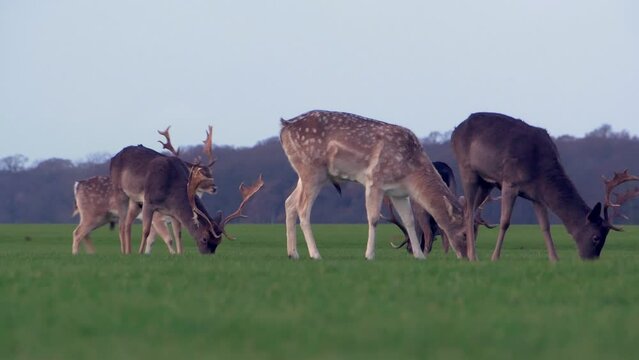 Herd of deer eating grass in Phoenix park Dublin overcast tripod