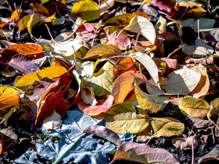 picturesque bright multicolored autumn leaves on the ground