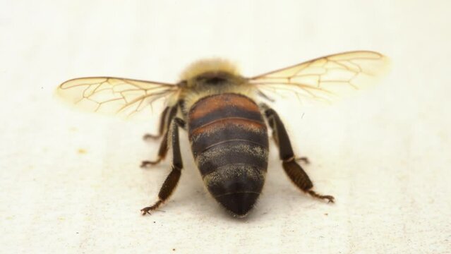Stunning Ultra-Macro Video of an Isolated European Bee in Exquisite Detail Seen from Behind