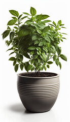 Fototapeta premium Jungle Vibes, Lush House Plants in Pottery Pots, Isolated on White Background - Generative AI