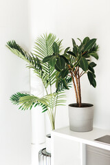 Space of home interior with beautiful house plants