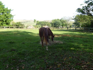 horse in the field