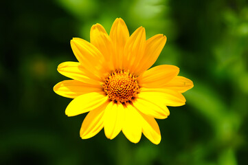 yellow flower in the garden