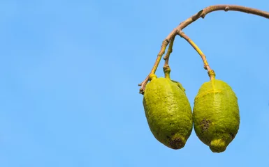 Deurstickers Baobab tree fruits © Vastram