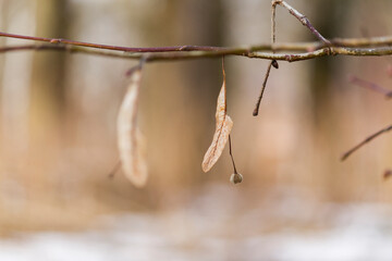 Linden seed on a tree branch. Nature background with linden tree branch in early spring day.