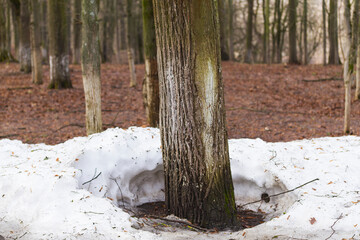Nature background with tree in the snow. Spring background with melting snow in forest.