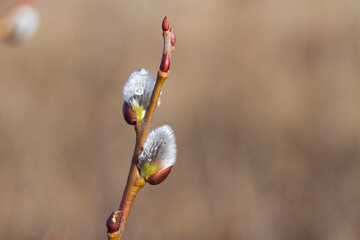 Nature spring background with willow branch with fluffy buds. A pussy willow branch on a sunny spring day. Swollen fluffy buds on a branch.