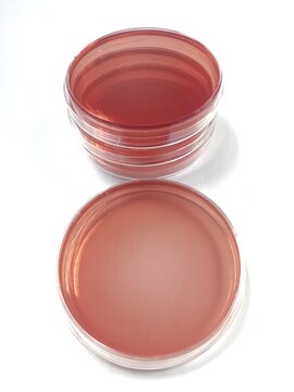 MacConkey agar, a selective and differential culture medium for bacteria