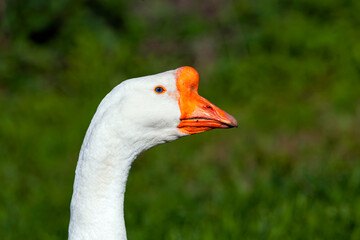Portrait of a white goose close-up on a natural background