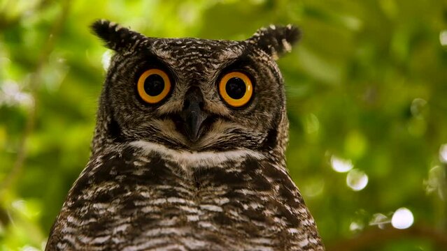 Spotted Eagle-Owl opens and closes beak, puffs chest, in curious display; close