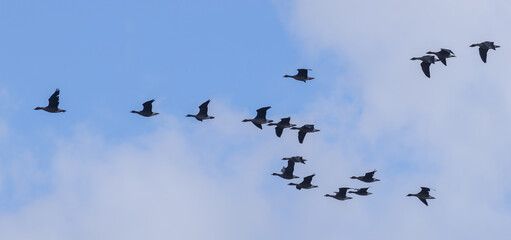 The group of Goose flying in the blue sky