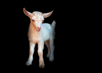 Young white goat, portrait on black background