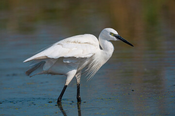 The little white heron is fishing filmed at the mouth of the kuban river