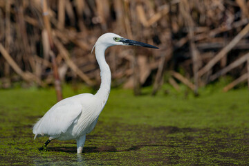 The little white heron is fishing filmed at the mouth of the kuban river