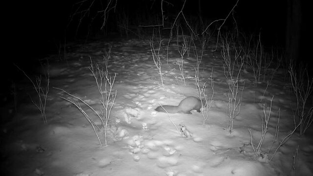 Marten Mustela in winter night looking for food, trail camera