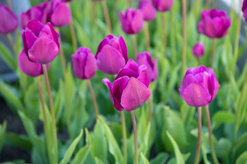 photo of beautiful tulip nature flower. tulip flower in spring nature. tulip flower in nature.