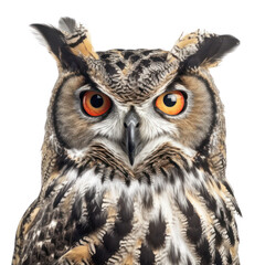 Obraz premium Owl isolated on white, transparent background, PNG, generative ai 