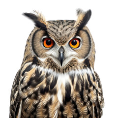 Fototapeta premium Owl isolated on white, transparent background, PNG, generative ai 