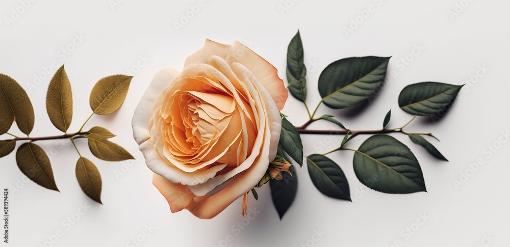 Poster copy space and a top view of a fresh rose on a white backdrop. generative ai