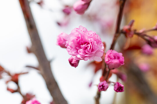 macro photo of spring sakura flower. spring sakura blossom. spring sakura blooming
