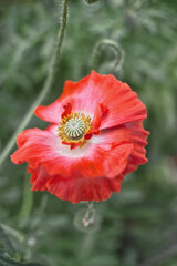 red poppy flower