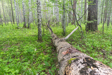 tree trunk