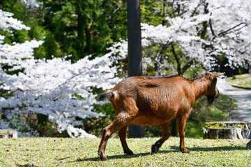 桜の下を歩く山羊