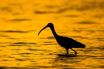 Glossy Ibis, Plegadis falcinellus, Donana NP, Spain. Silhouette of a bird in an orange background.