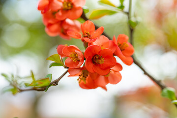 red spring japonica flower blooming on branch. photo of spring japonica flower bloom.