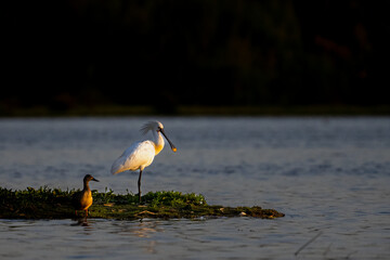 Eurasian spoonbill, Platalea leucorodia, El Rocio lake, Donana NP, Spain.