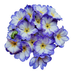 Violet Primrose flowers