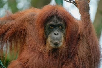 Naklejka premium orangutan