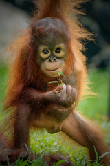 Naklejka premium Bornean orangutan babie