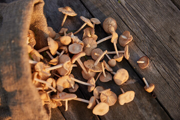 macro photography of mushrooms collected in a cloth bag