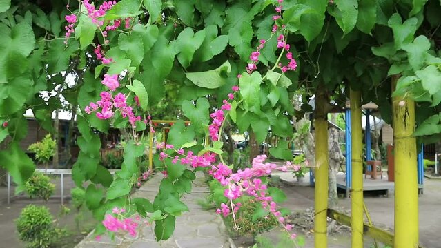 Mexican creeper or Antigonon leptosus, coral vine, queen's wreath, Coralita, bee bush flower on a nature background. Good for common influenza and period pains and many other symptoms. Pink color.