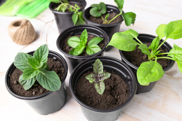 Seedlings of herbs and plants in pots on the desktop, top view. Growing plants as a hobby.