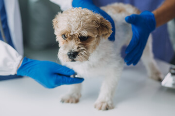 Vet examining dog and cat. Puppy and kitten at veterinarian doctor. Animal clinic. Pet check up and...