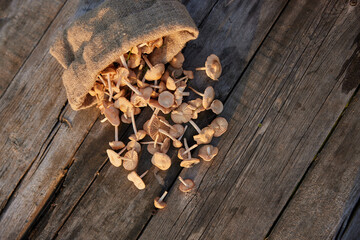 mushrooms scattered on the table