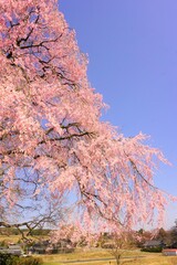 枝垂れ桜と青空
