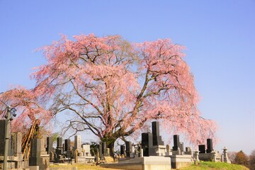 田端の枝垂れ桜