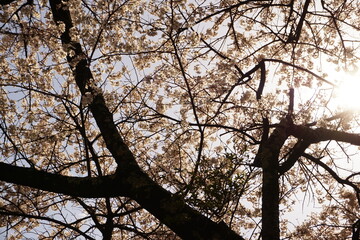 下から撮った桜