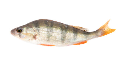 Perch fish isolated on a white background.