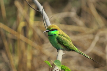 beautiful asian green bee eater (merops orientalis) is perching on a branch, west bengal in india