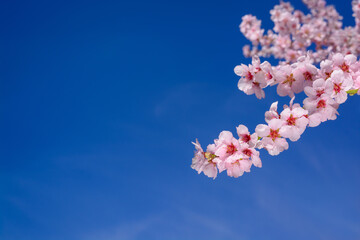 Background with a branch of cherry blossoms with pink flowers on a blue sky, with copy space