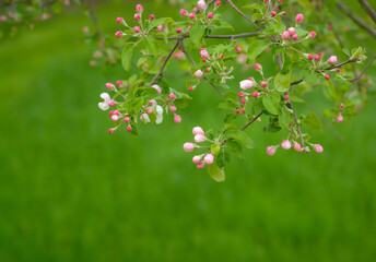 Branch of an apple tree with buds, on a blurred green background, with copy space
